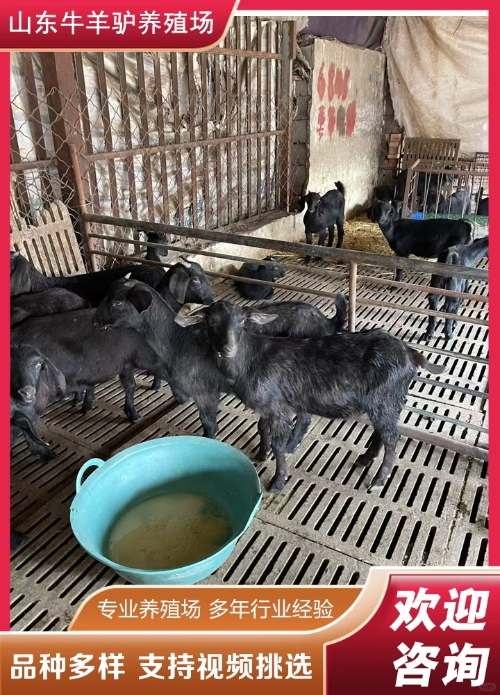 ����ɽ�����Ǯ