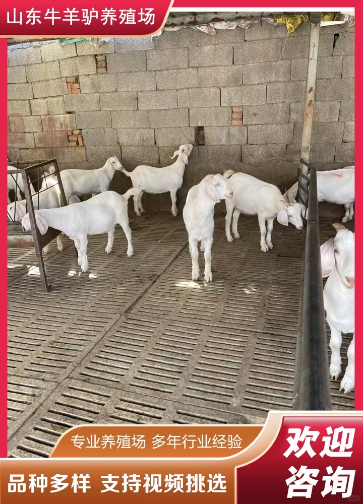 ����ɽ�����Ǯ