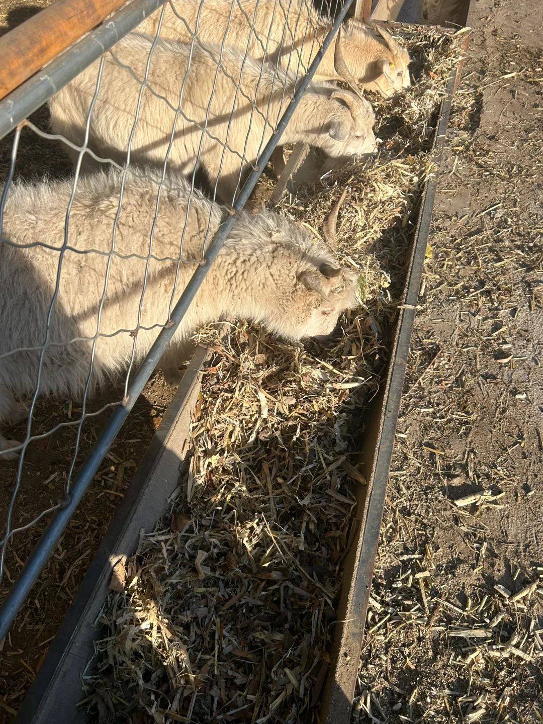 ��ʵ��������