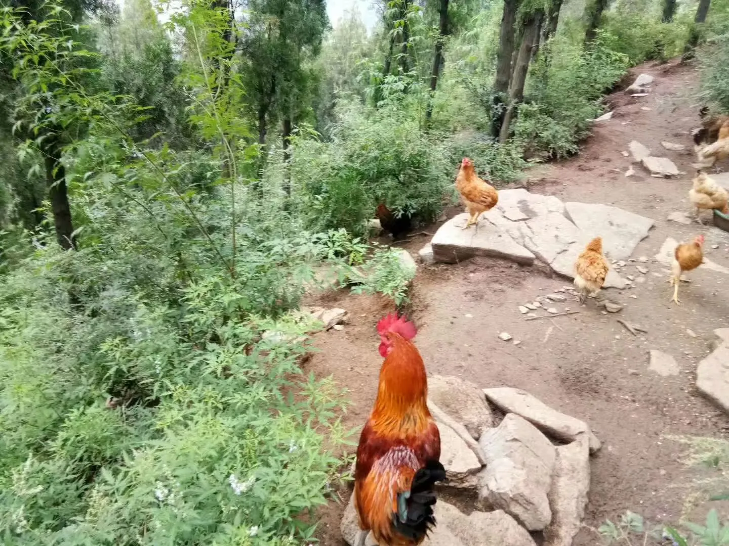 ȥ�����з�֦ĩ�ڣ�ֱ���ݳ޵ĺ��ģ�