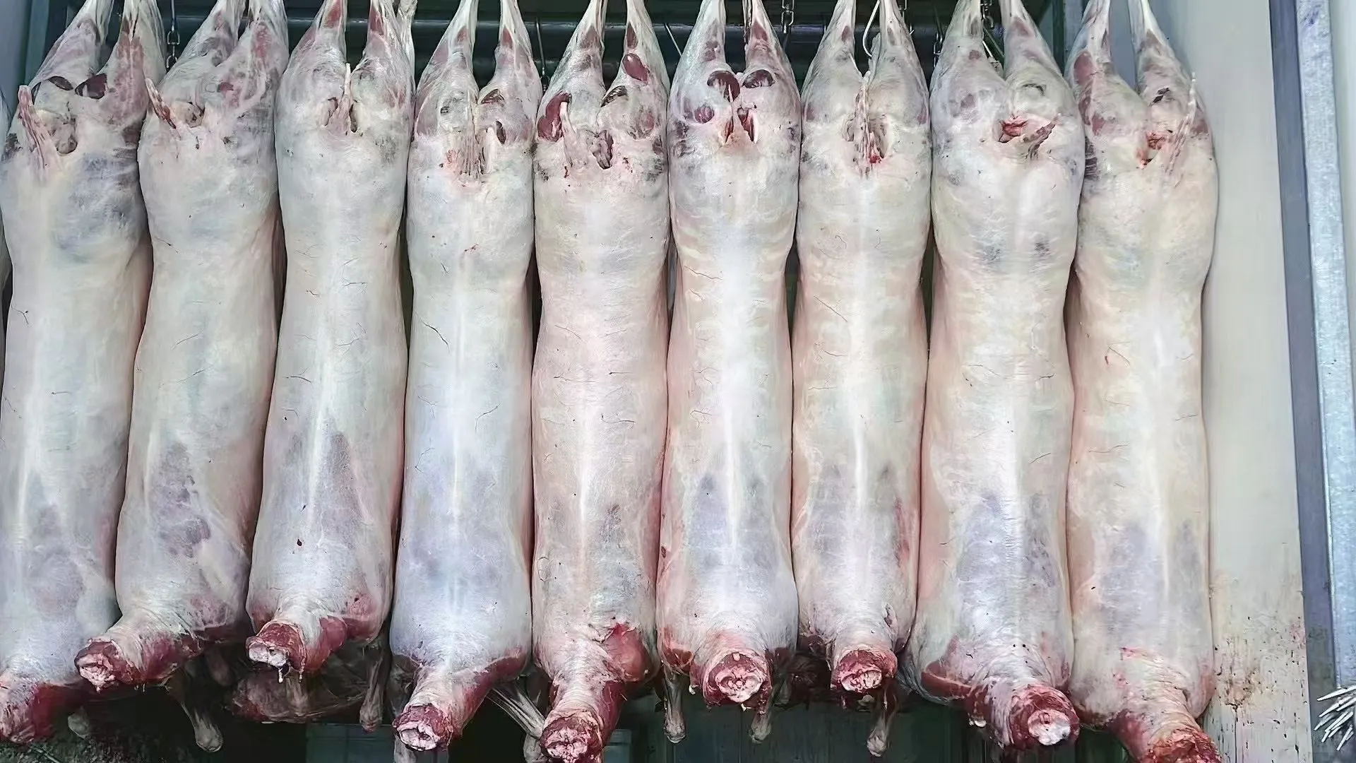 ���ɰ���������