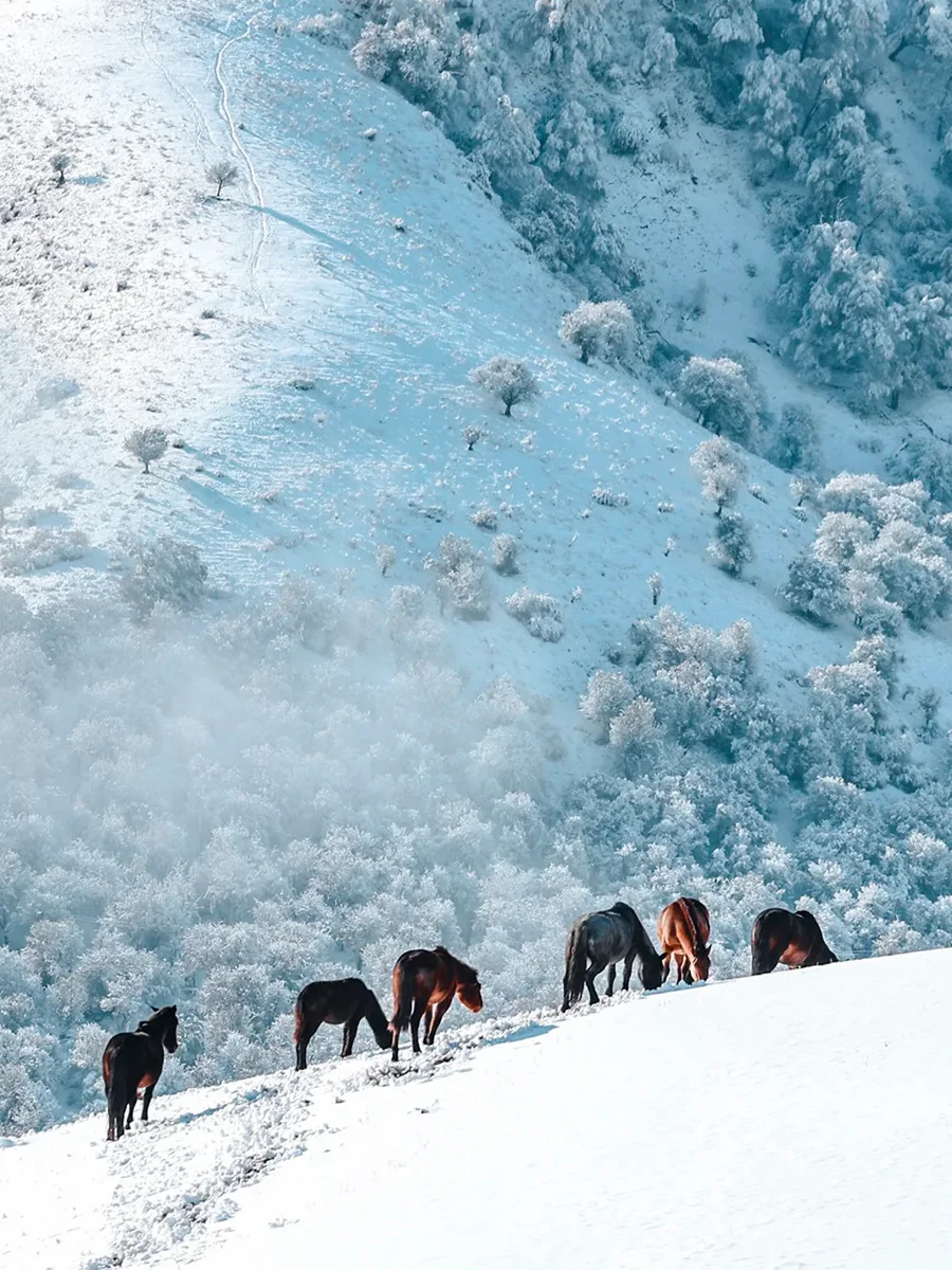 禾木才是我想象中冬天阿勒泰的模样~