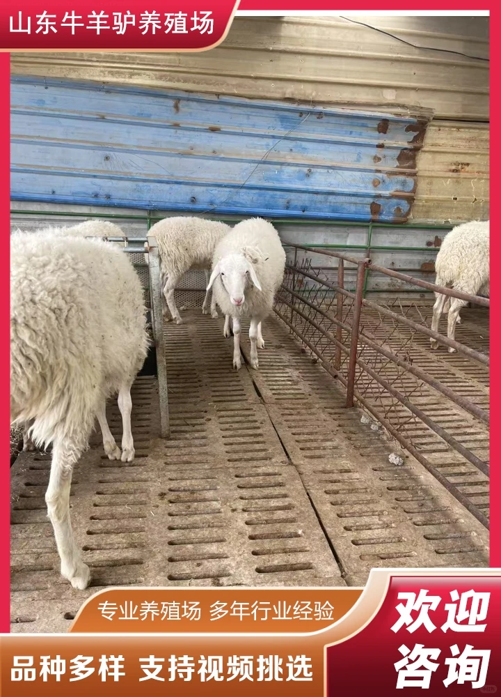 ��Ȫ������Ǯ