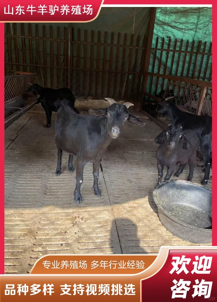 ����С����ֳ