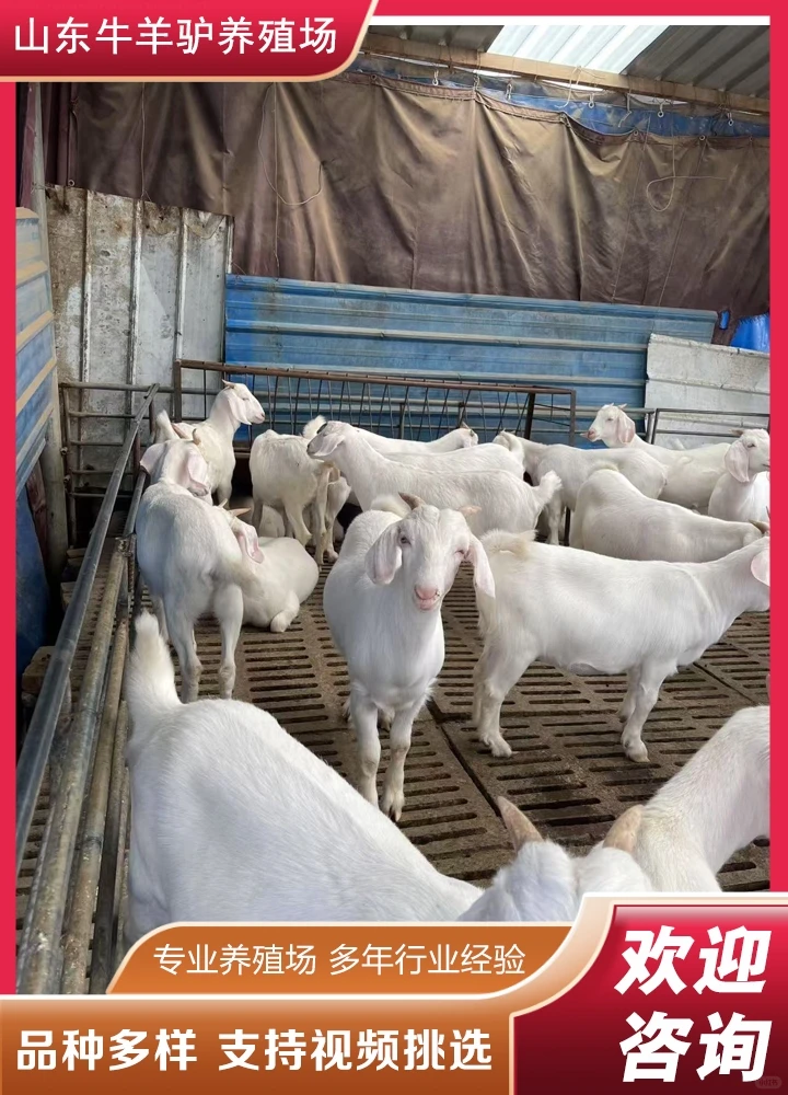 ��Ȫ������Ǯ