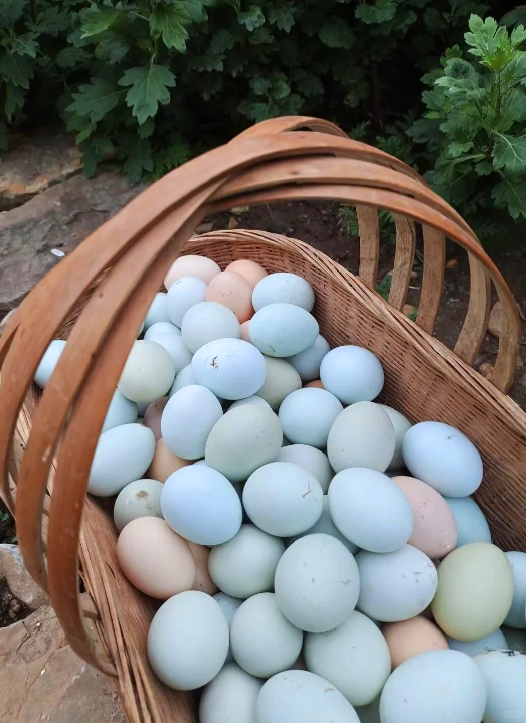 ȥ�����з�֦ĩ�ڣ�ֱ���ݳ޵ĺ��ģ�