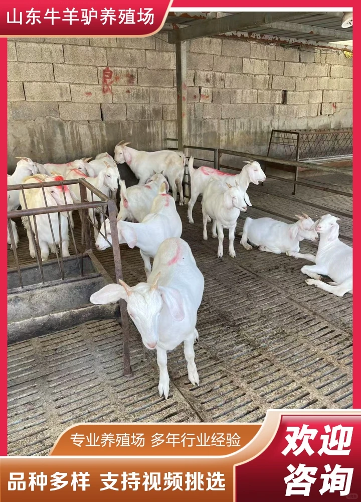 ��Ȫ����۸�