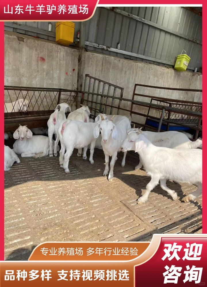 ��Ȫ������Ǯ