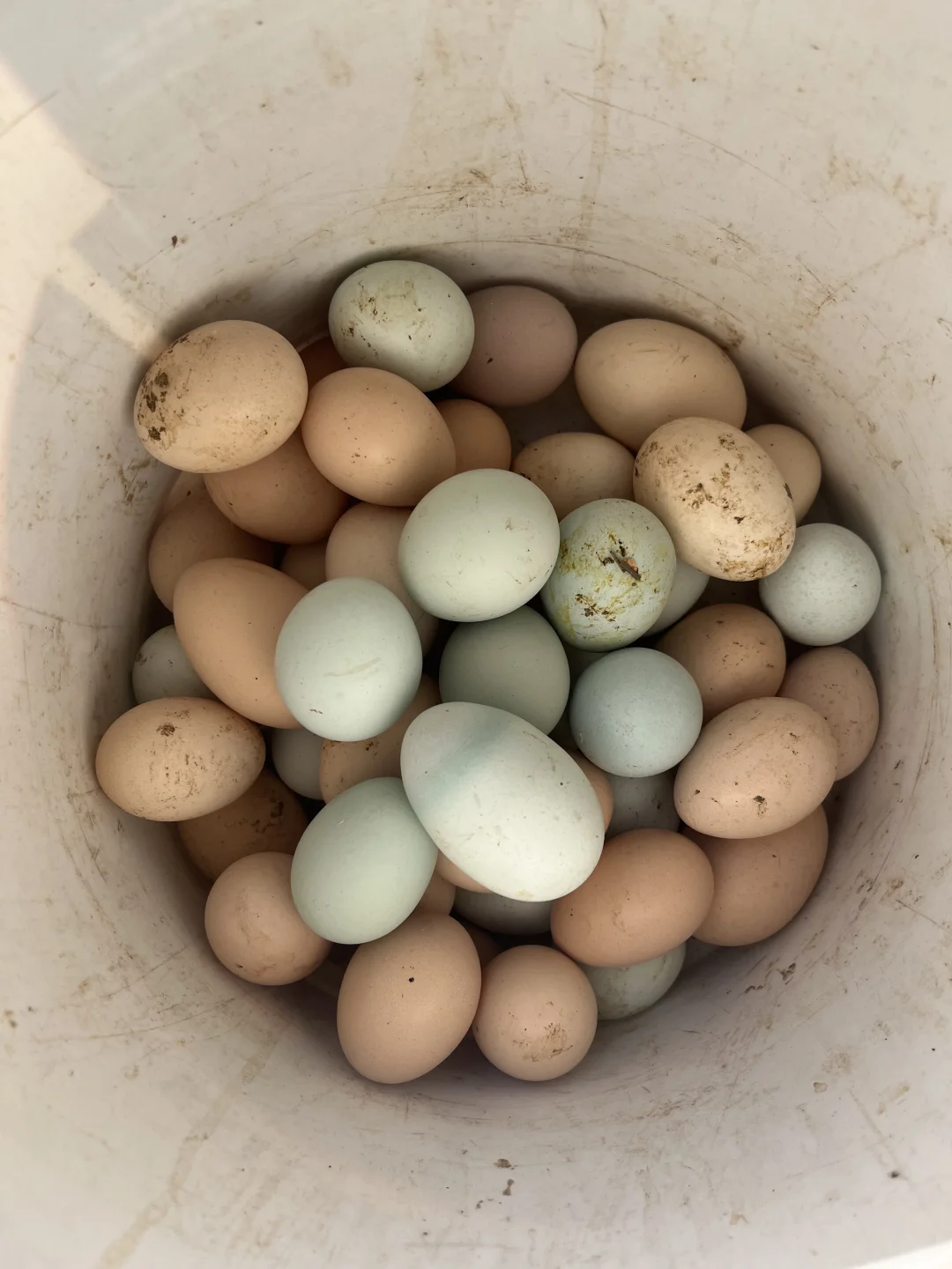 �ϼ�ɢ��������������ĸ��