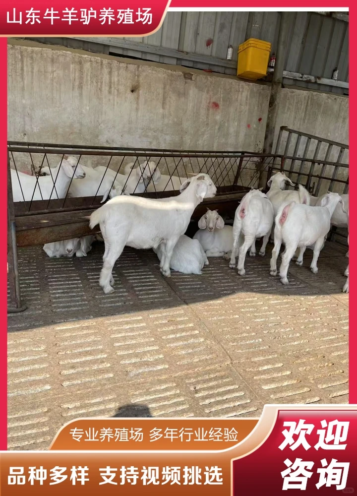 ����ɽ��۸�