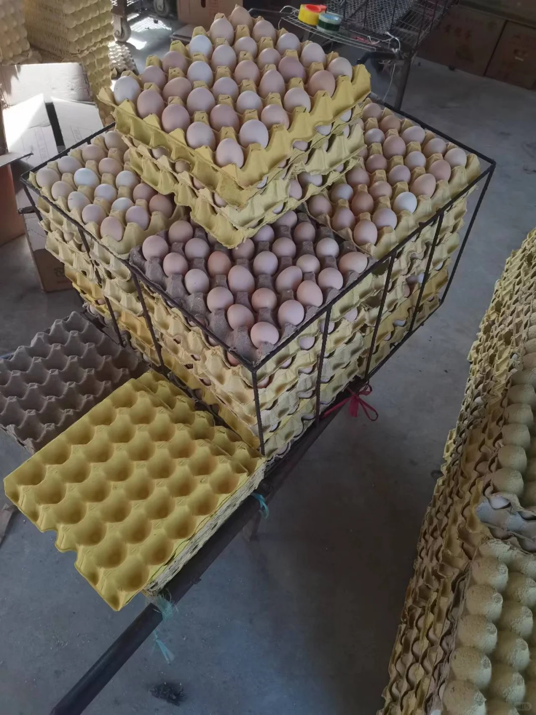 �����������������񼦵����ݼ���