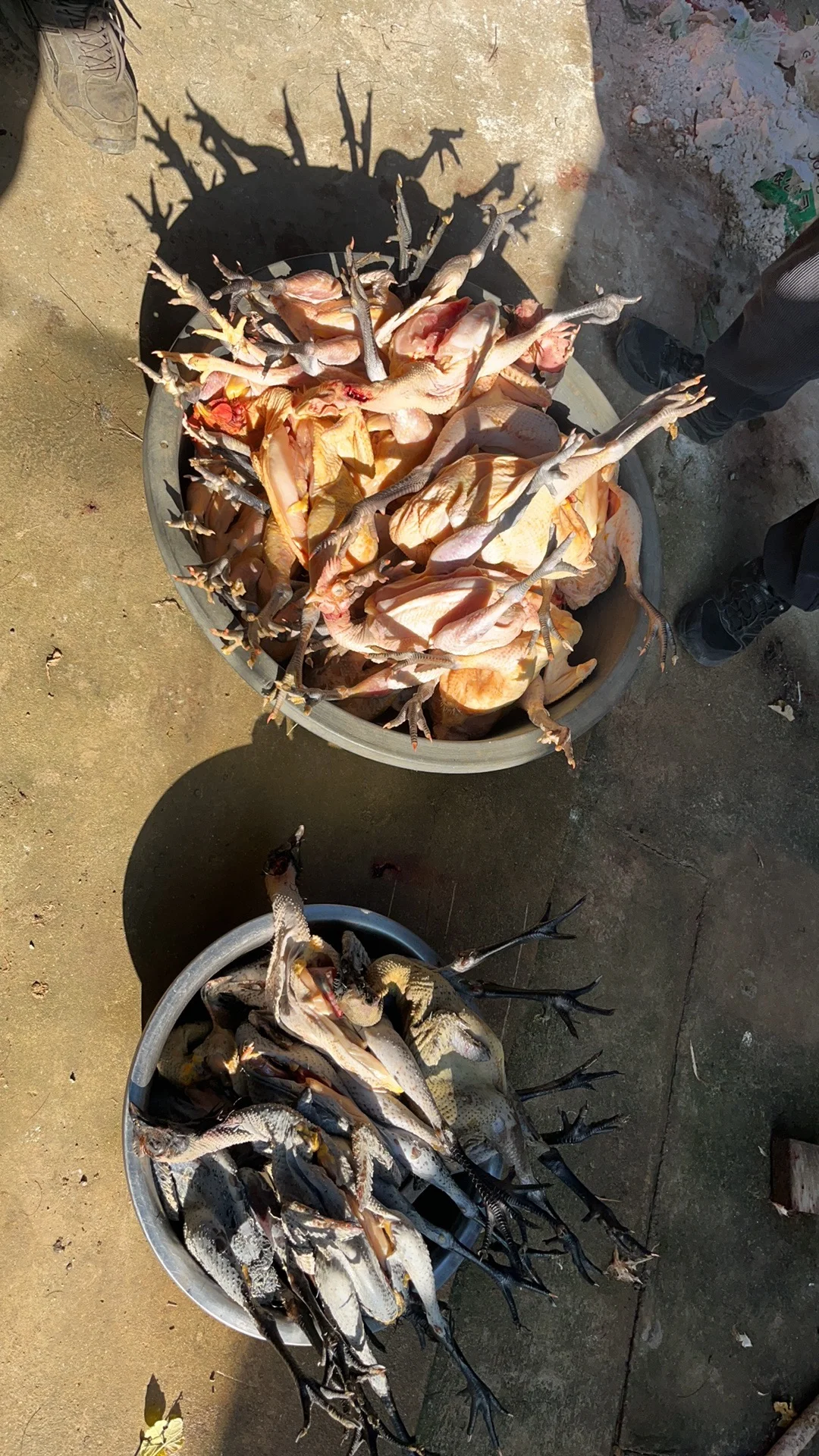 �ϼ�ɢ��������������ĸ��