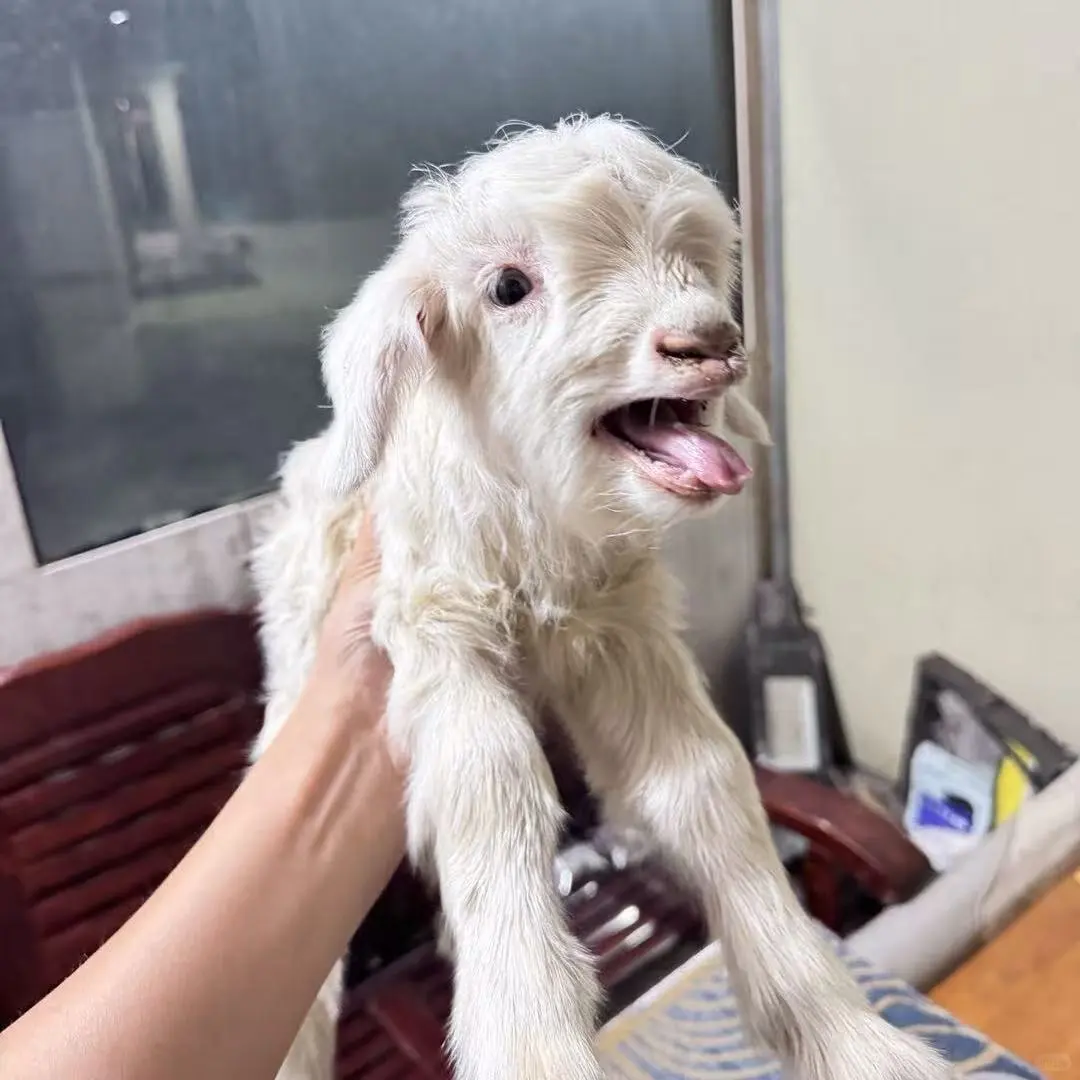 �㶫200һֻС��