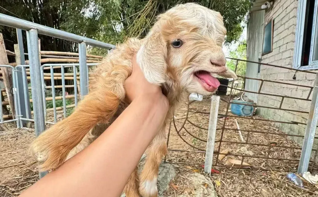 �㶫200һֻС��