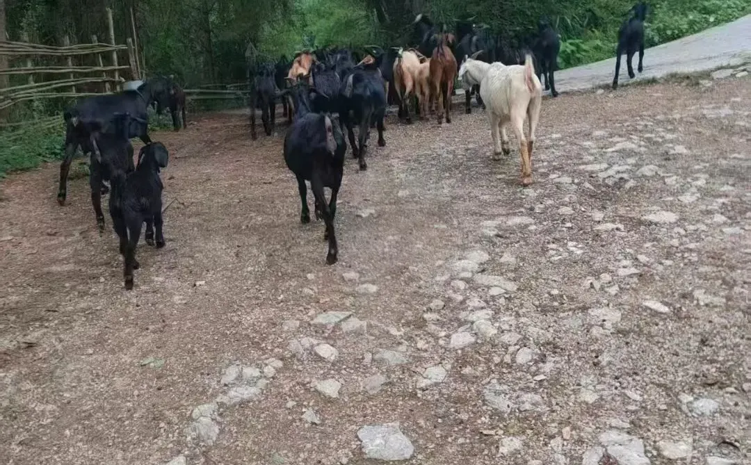 ����һ�´�����Ʒ�ʵĺ�ɽ��45һ�����