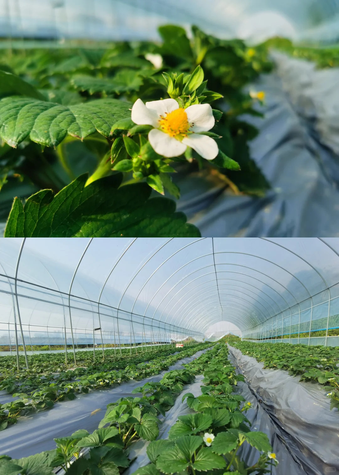 ��ݮ��������ժ��ݮ��