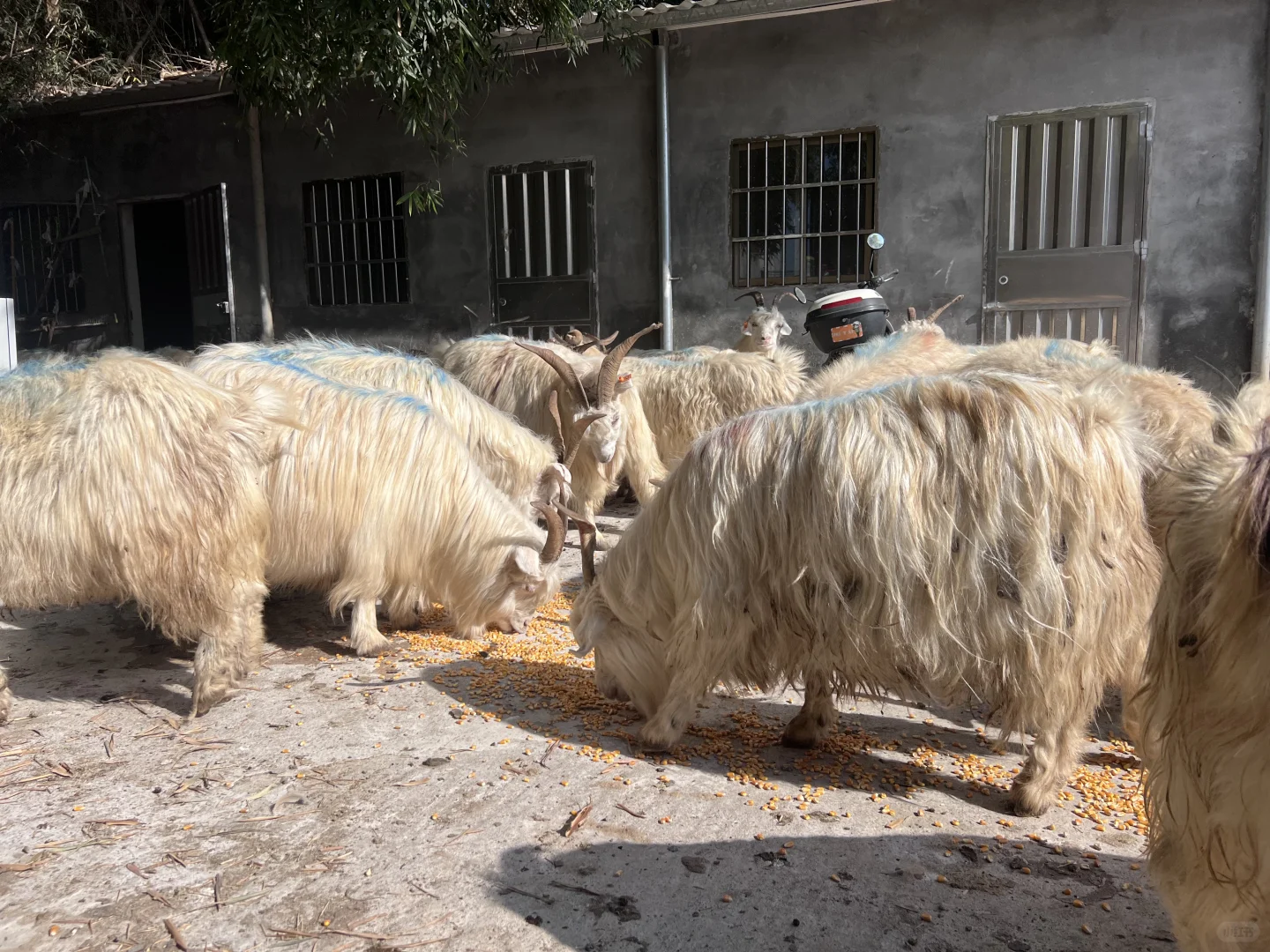 ����ɽ��17Ԫ