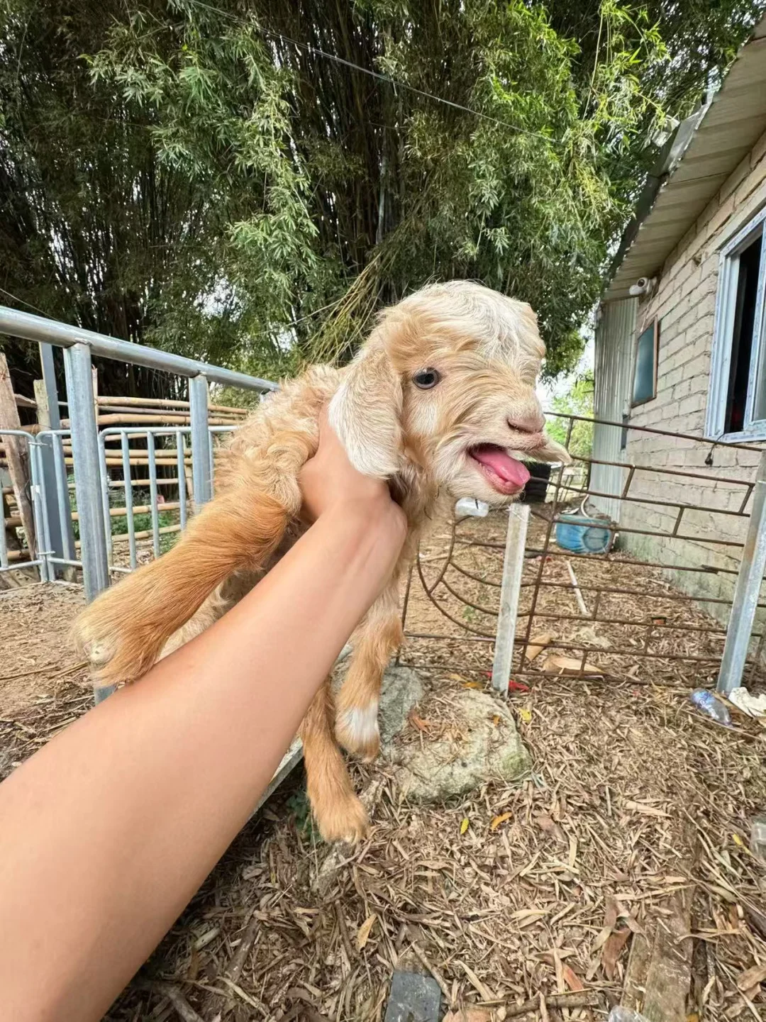 �㶫200һֻС��