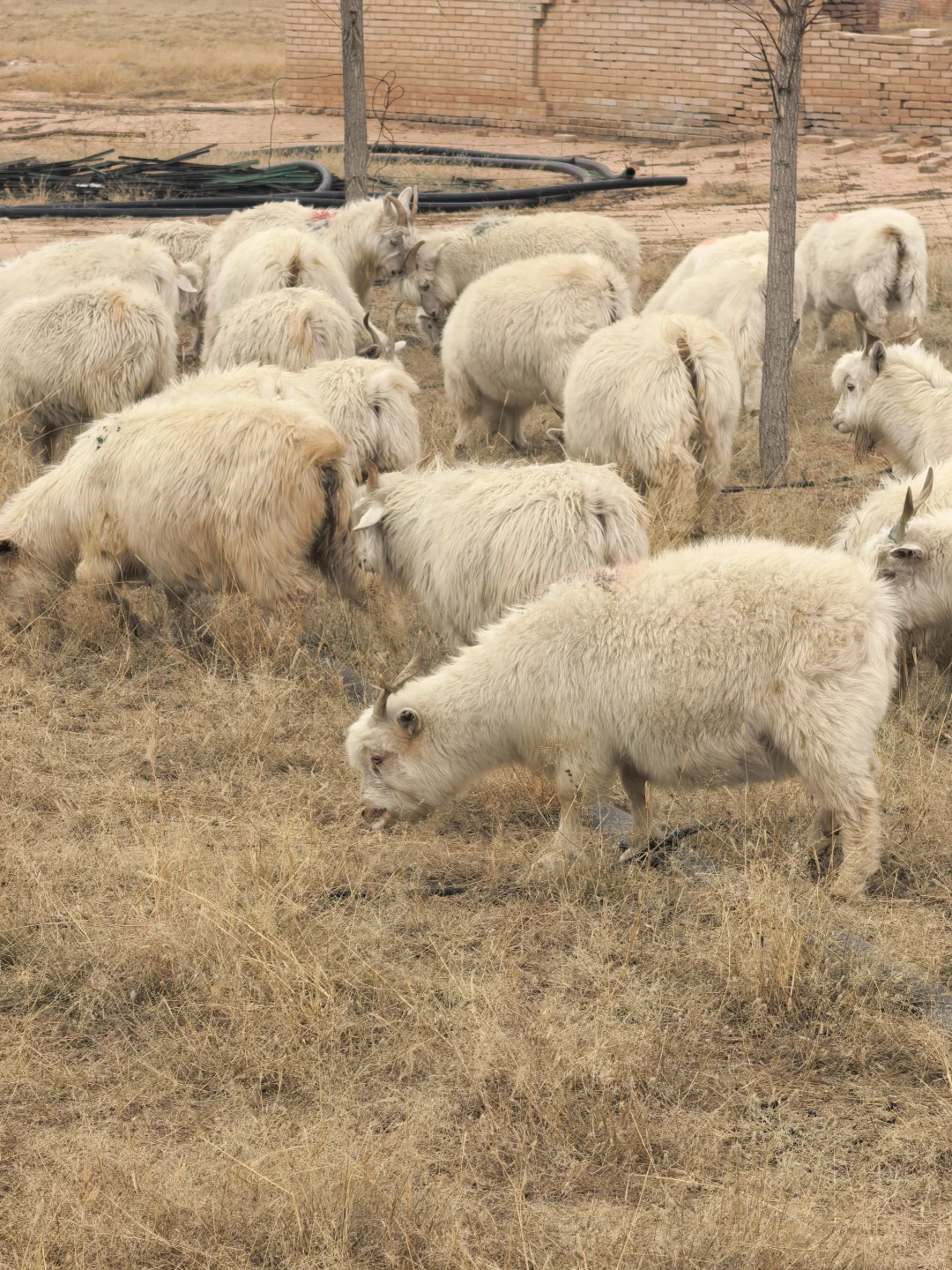 �ԼҲ�ԭ�������ô�������������