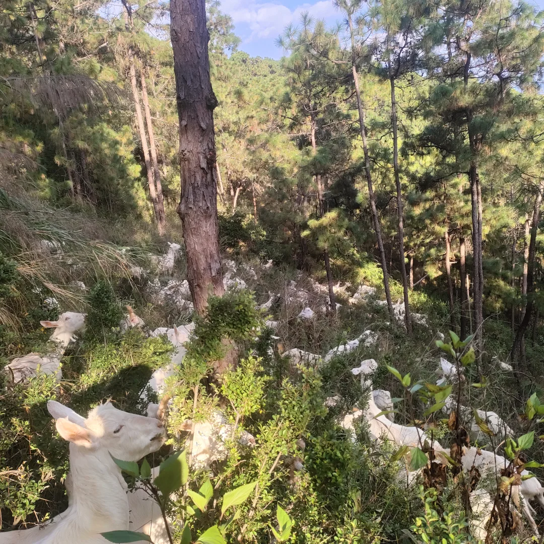 新鲜的羊奶,来自山里的放羊人