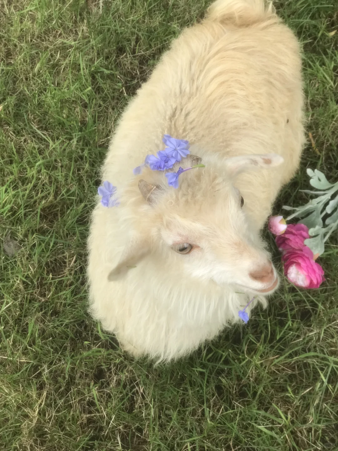 ũ��������Ʊ30����ʱ������С���������