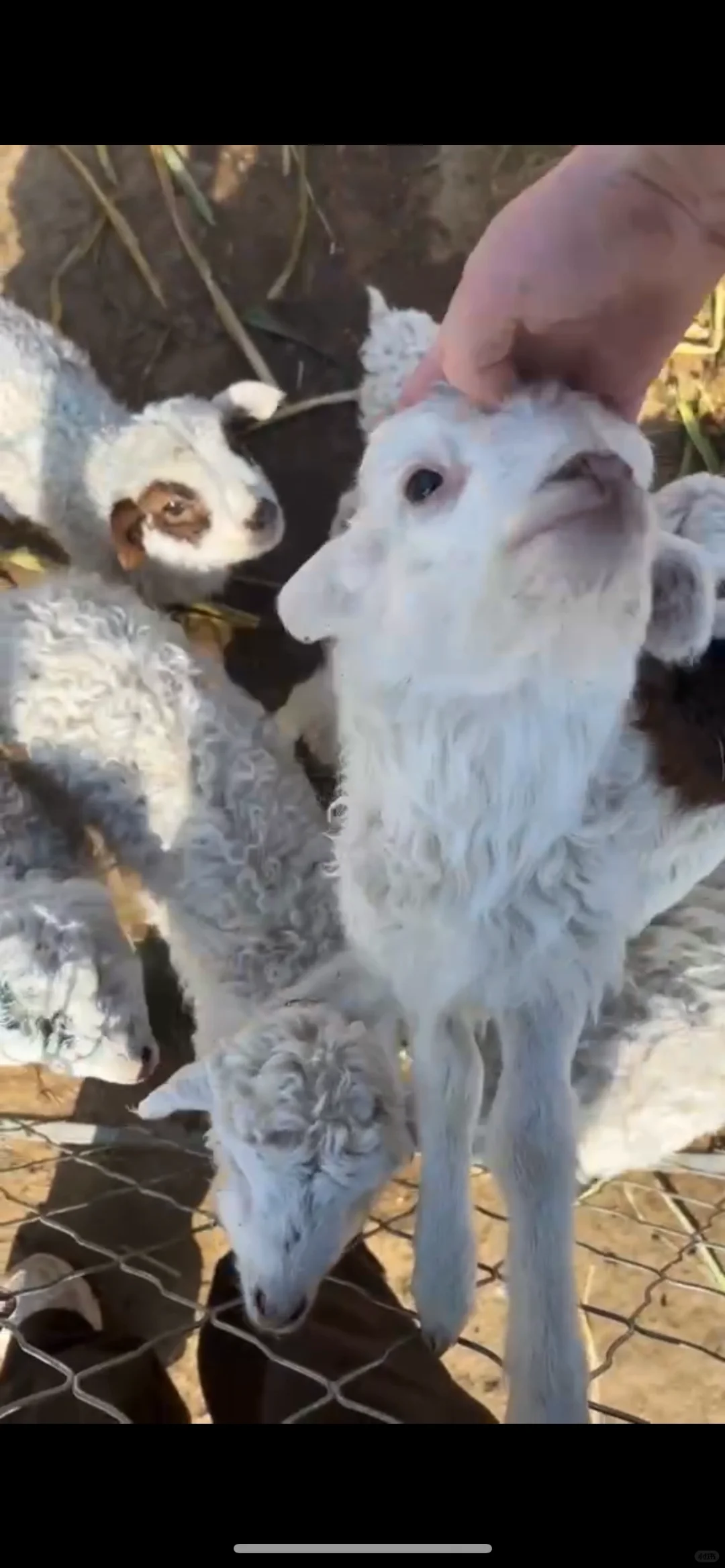 ���˰���������⣡