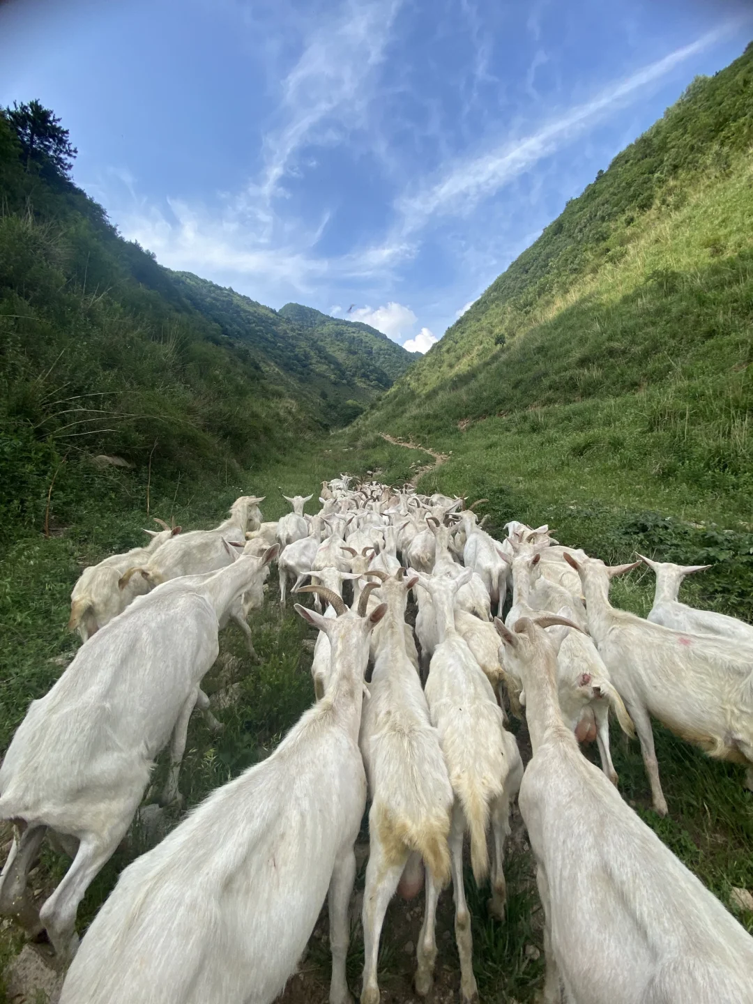一杯放养羊奶,回归自然本味!