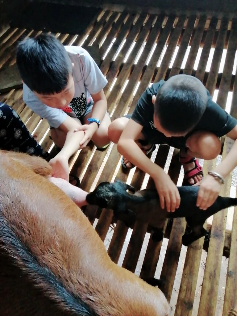 回乡养羊,有的人不止为了钱