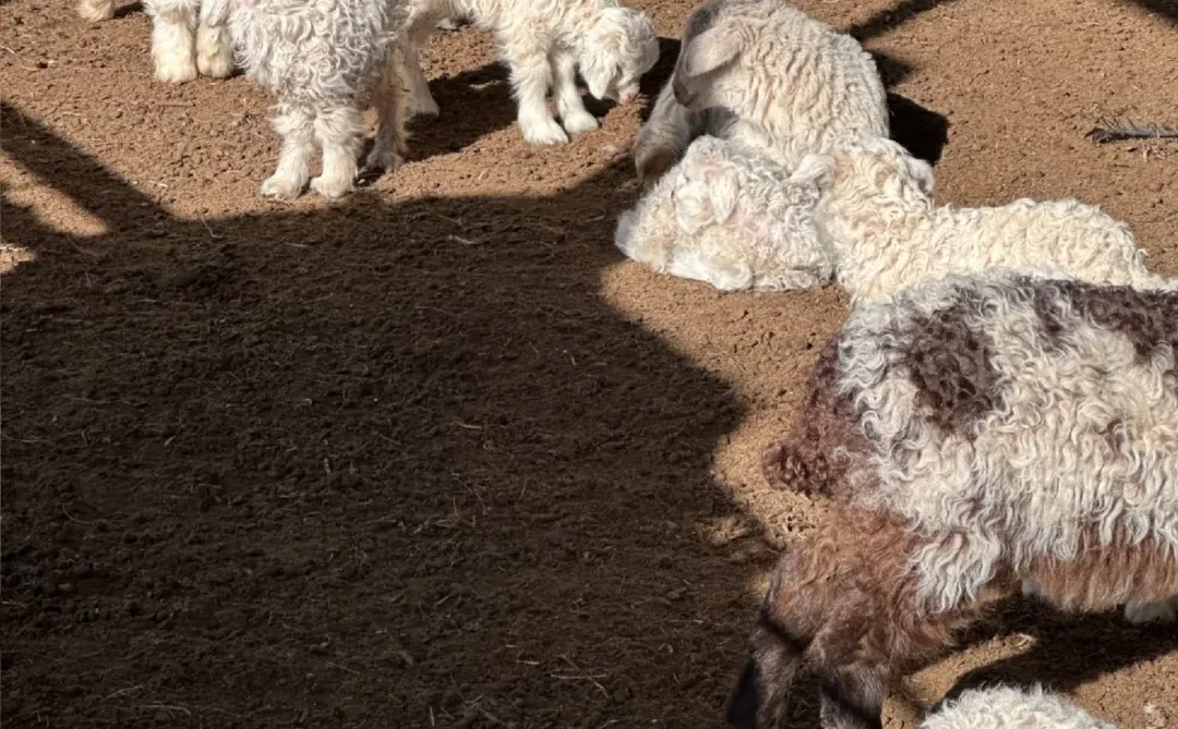 �ɰ���С������ι����