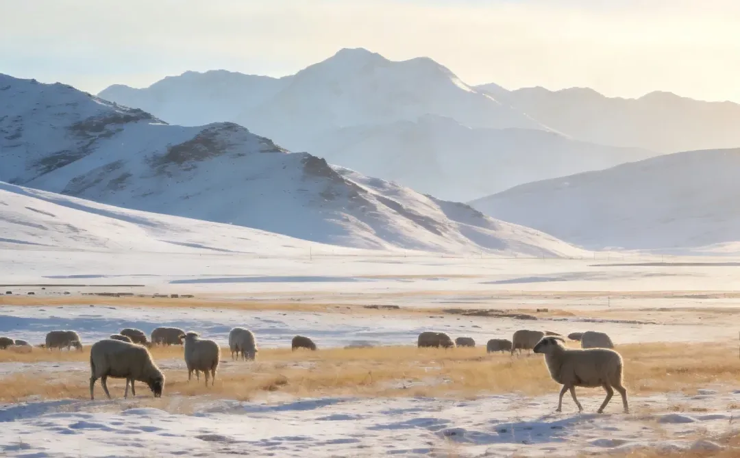 在羌牧源每只羊都有自己的名字
