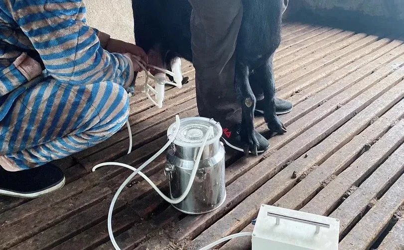 回乡养羊,有的人不止为了钱