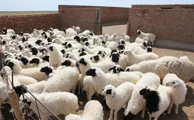 �н����ģ��Թ�����ζ������ô~8