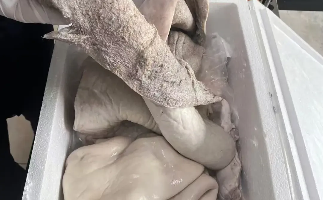 ��ʪţ��Ƥ�ɹ�