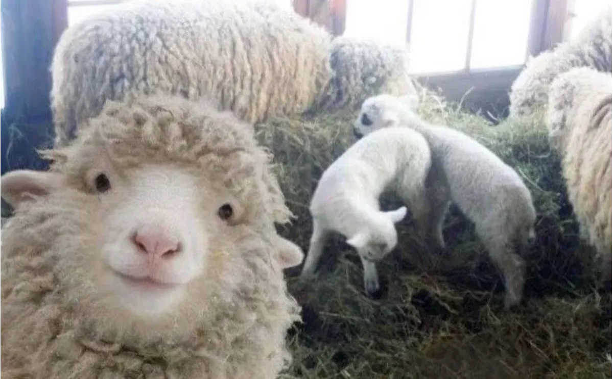 ������ɸ�������