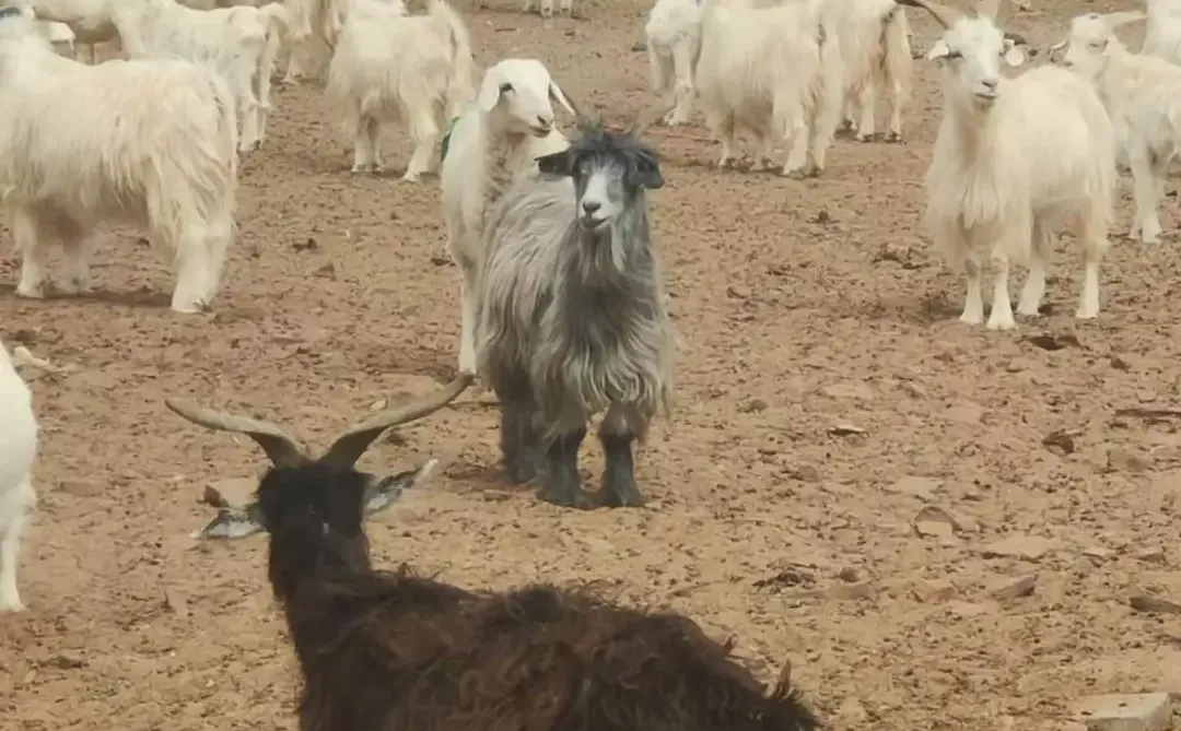 �����Ƽ�Ʒ�����