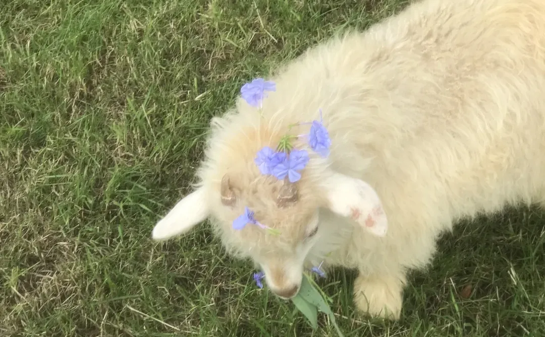 ũ��������Ʊ30����ʱ������С���������