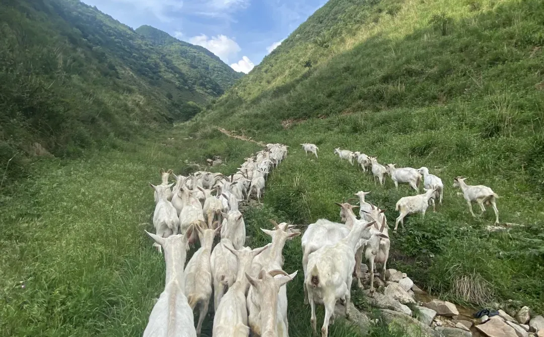 一杯放养羊奶,回归自然本味!