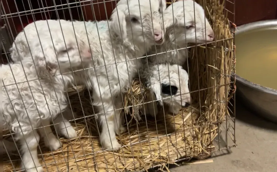 ���˰���������⣡