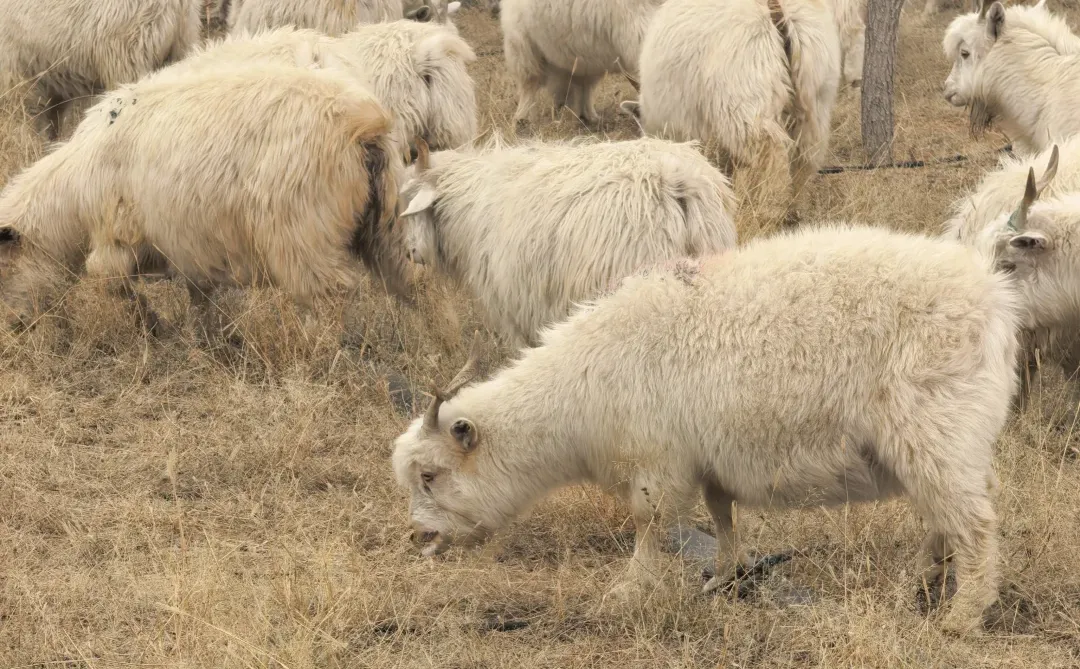 �ԼҲ�ԭ�������ô�������������