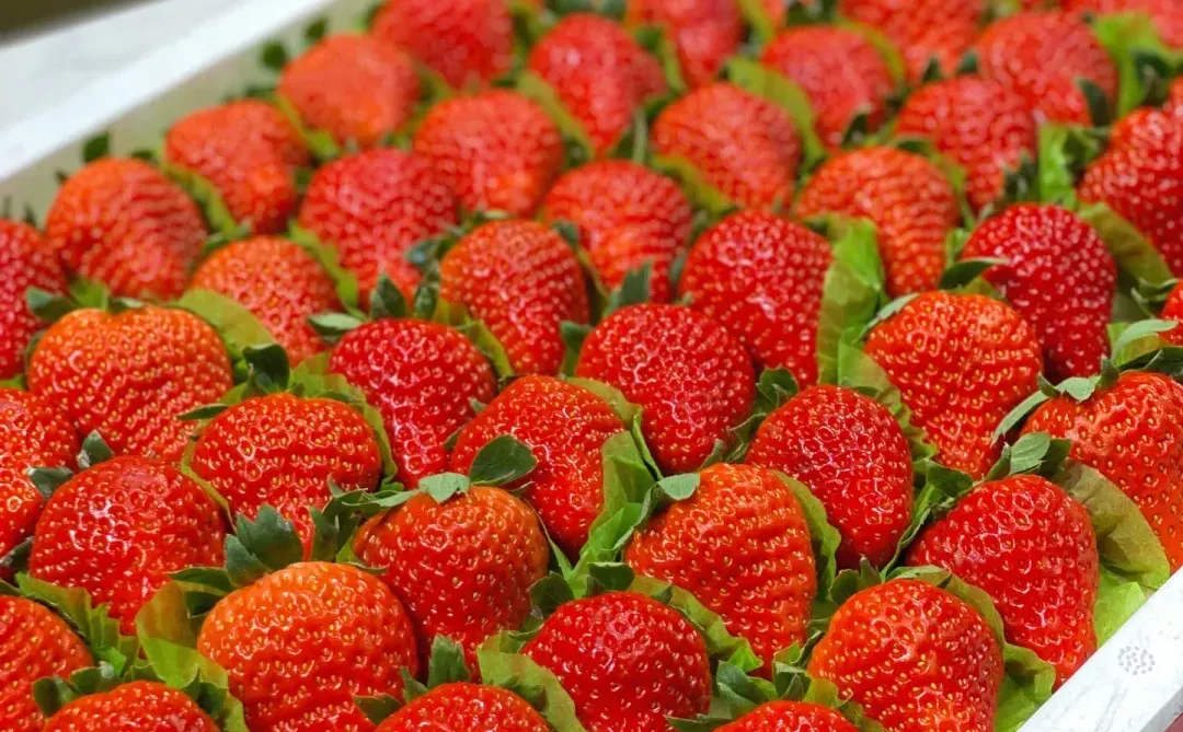 ������ݮ