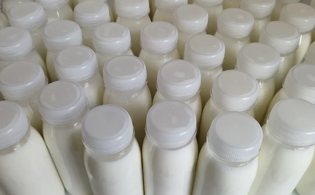 新鲜的羊奶,来自山里的放羊人