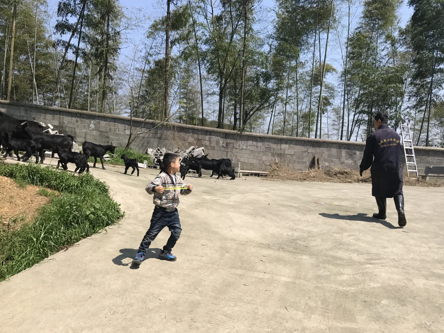 回乡养羊,有的人不止为了钱