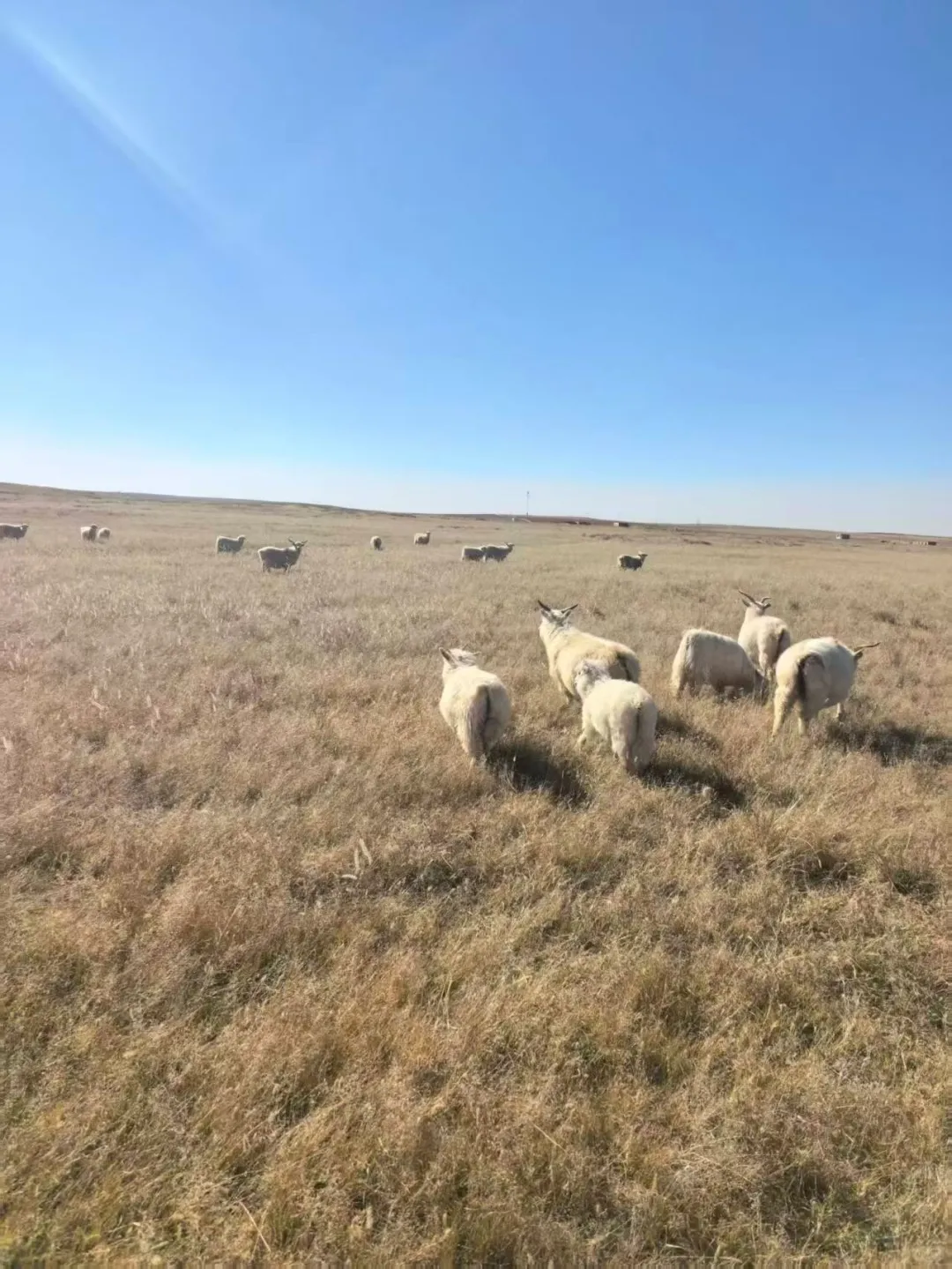 阿尔巴斯山羊!凭什么是天花板的存在!!