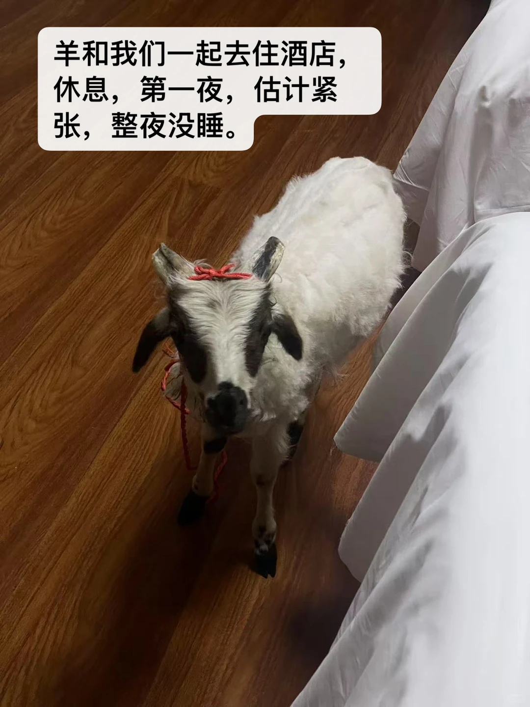 ��С�򲻹�񫣬�Ǿ���һֻ���������