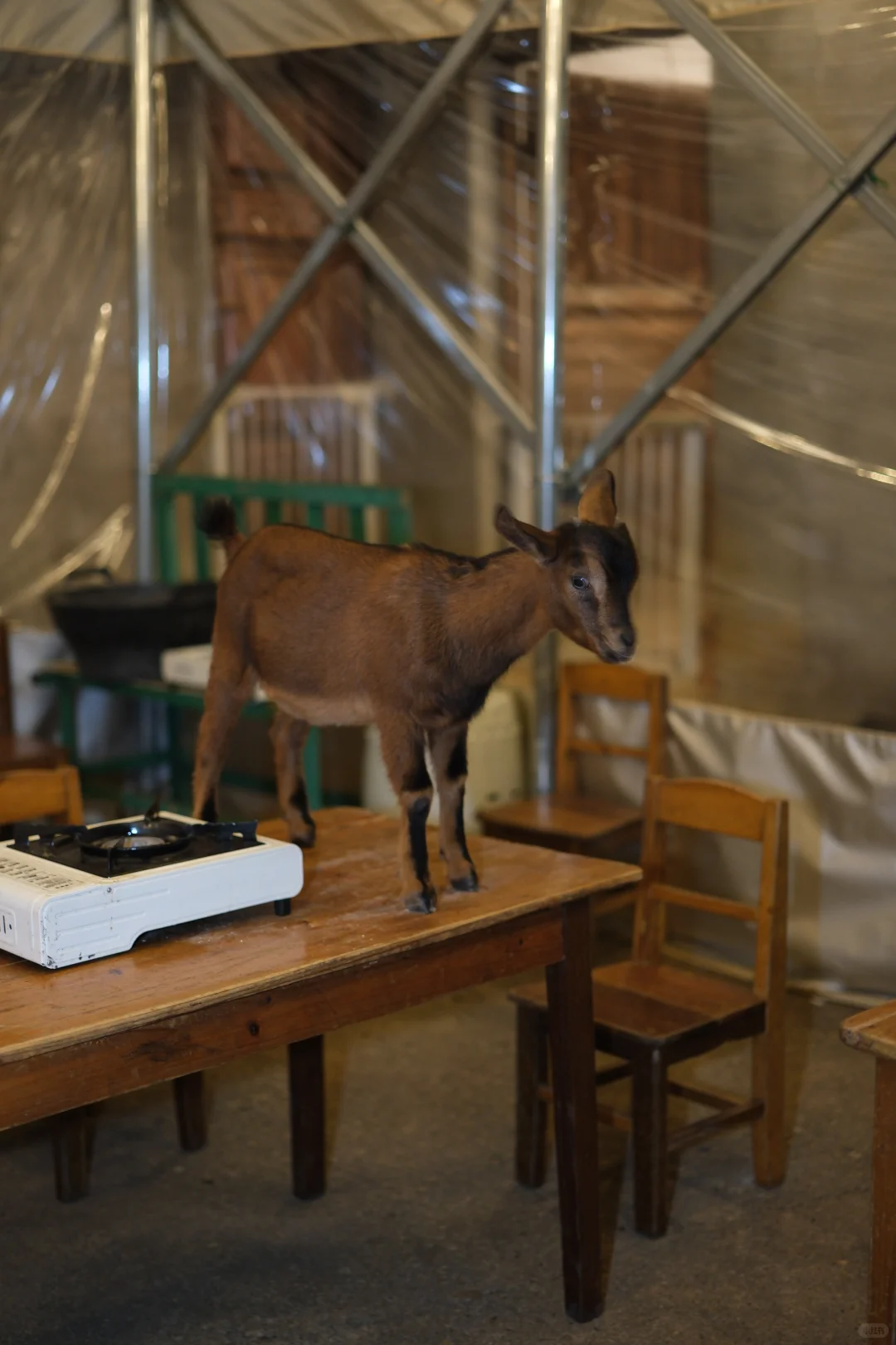 �Һ��ҵ�С����»��ڼ���