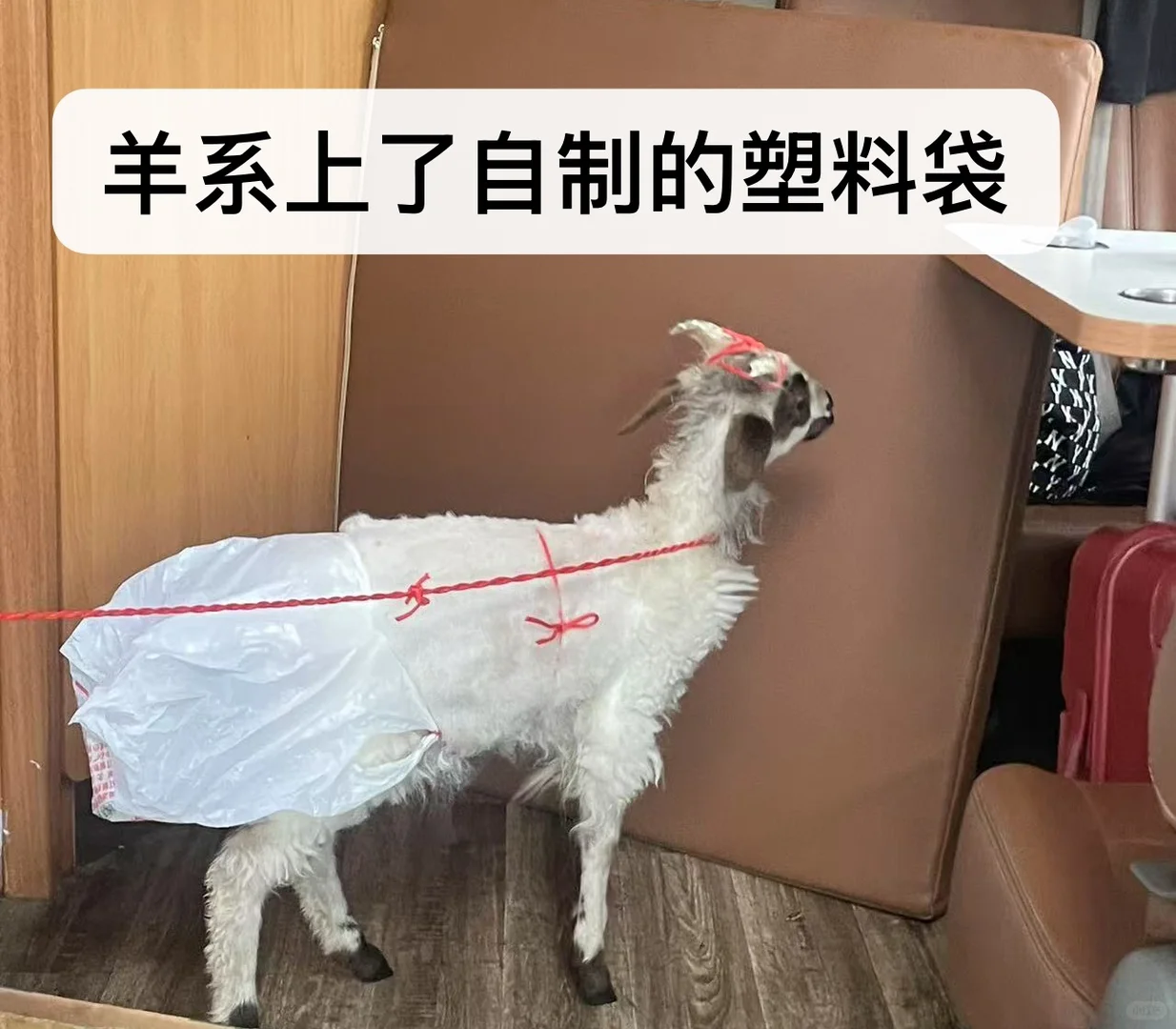 ��С�򲻹�񫣬�Ǿ���һֻ���������