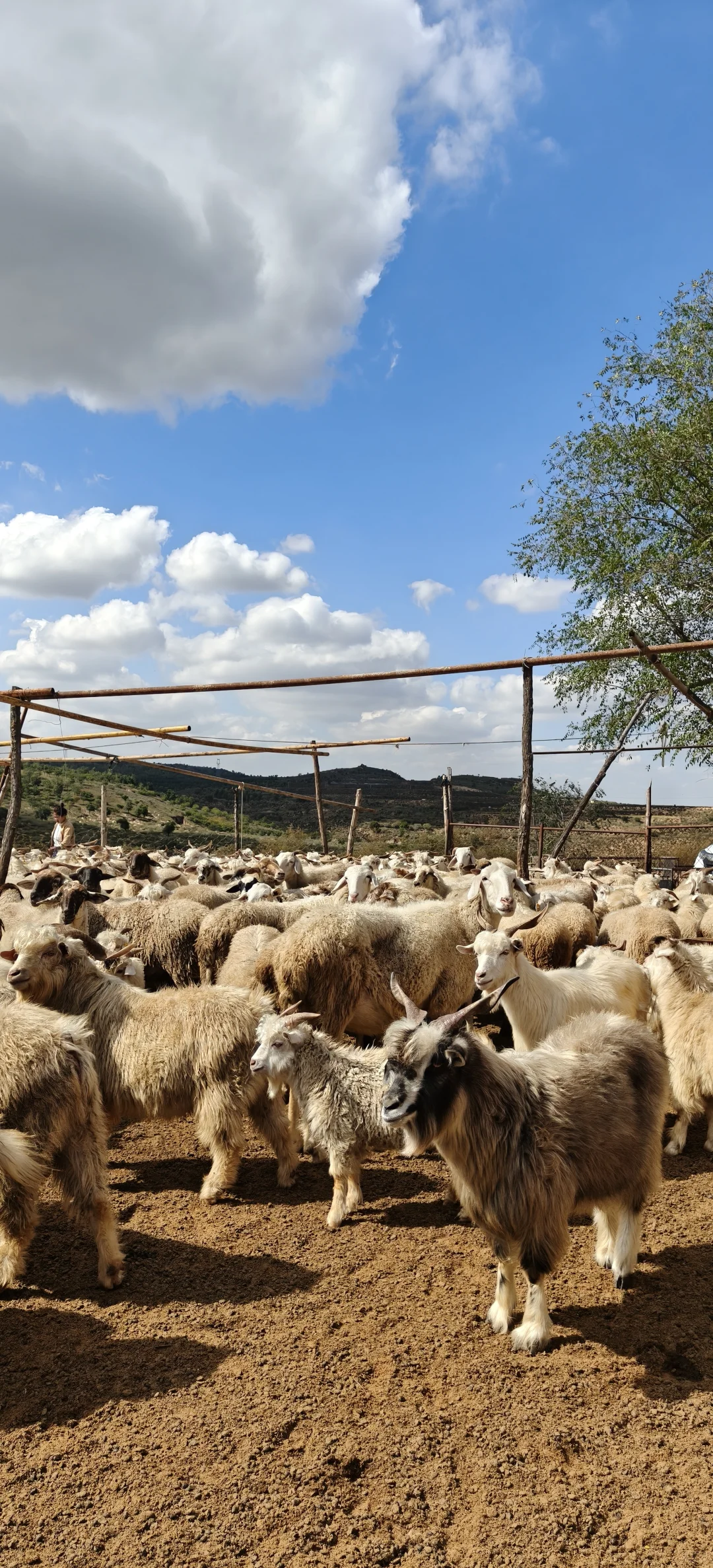 ����һ�����ֵ���ɽ��~