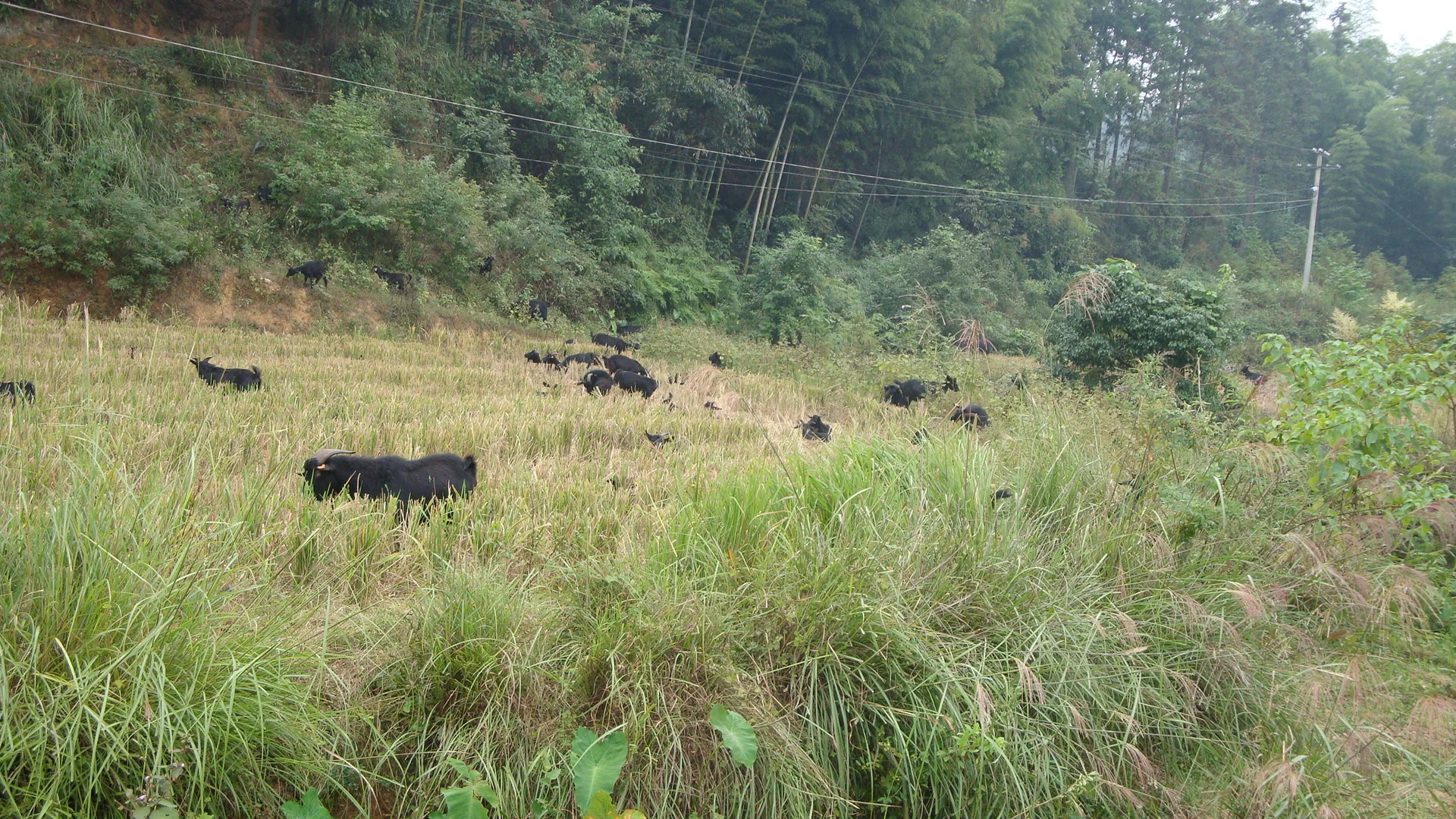 回乡养羊,有的人不止为了钱