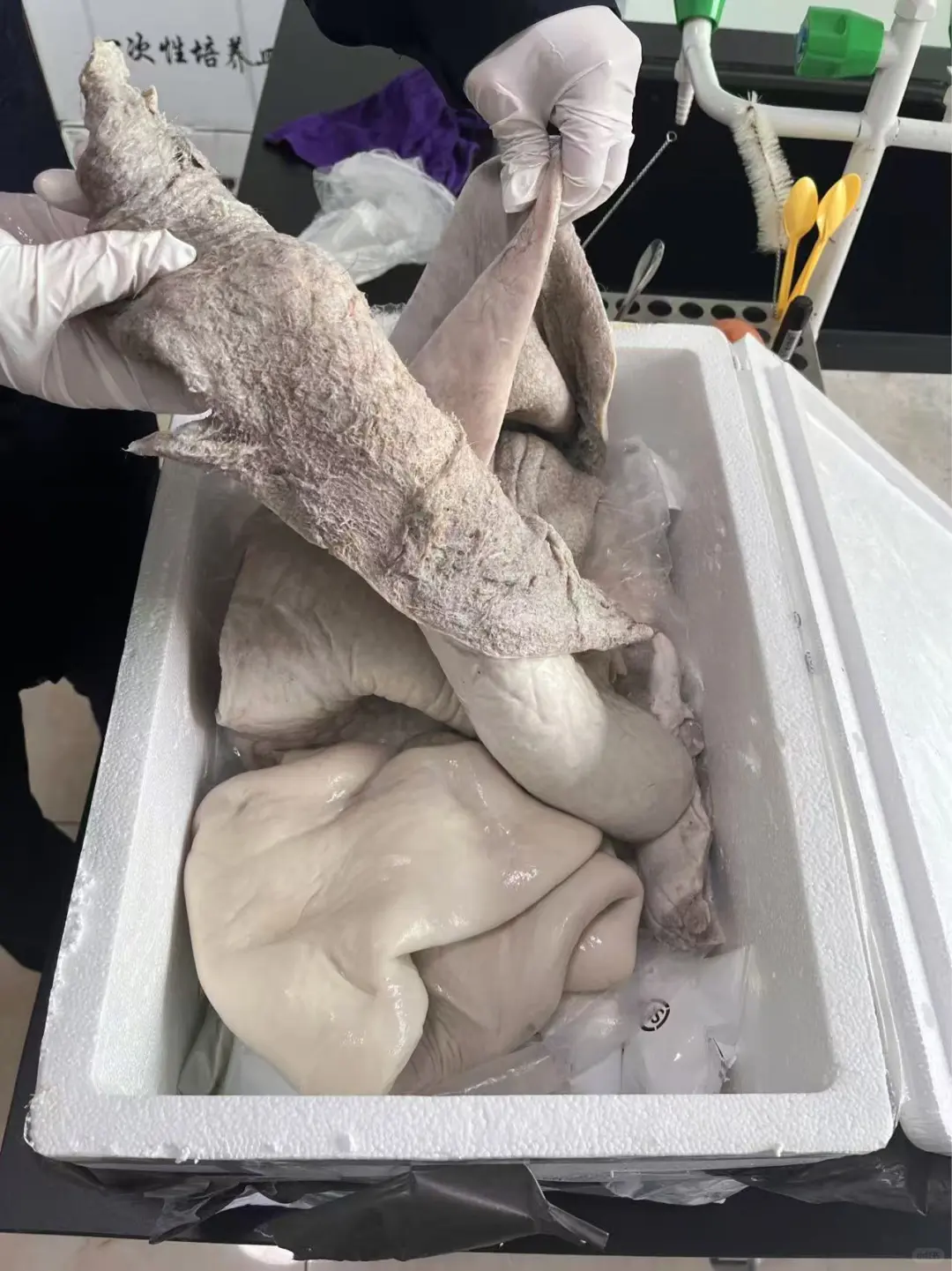 ��ʪţ��Ƥ�ɹ�