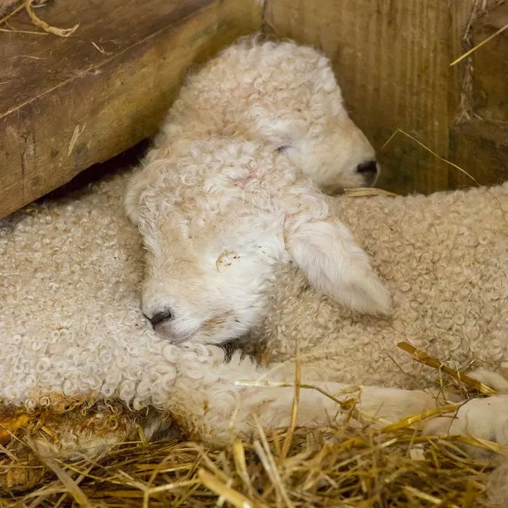 ��������ͼ